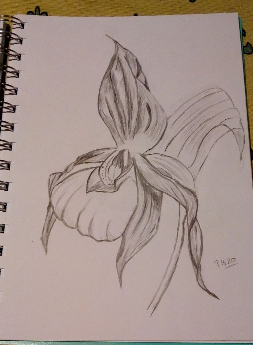 Mi Proyecto del curso: Cuadernos de dibujo: encuentra un lenguaje propio 1