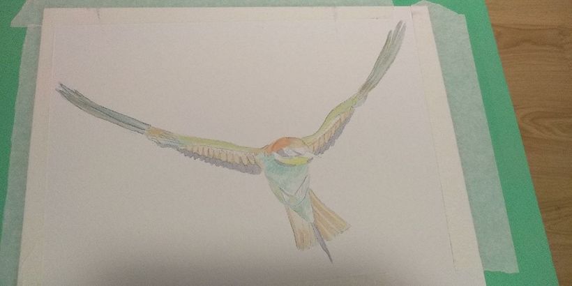 Mi Proyecto del curso: Ilustración naturalista de aves con acuarela:  Abejaruco común 2