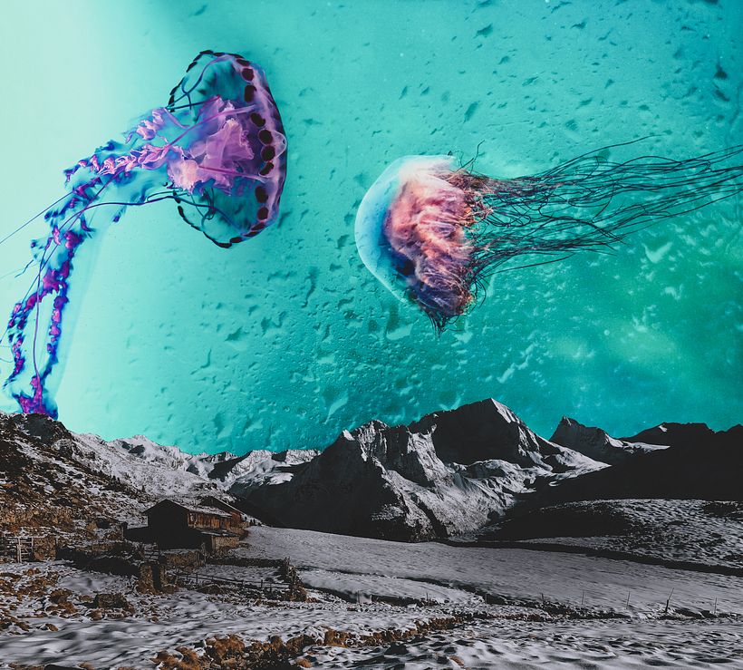 jellyfish -1
