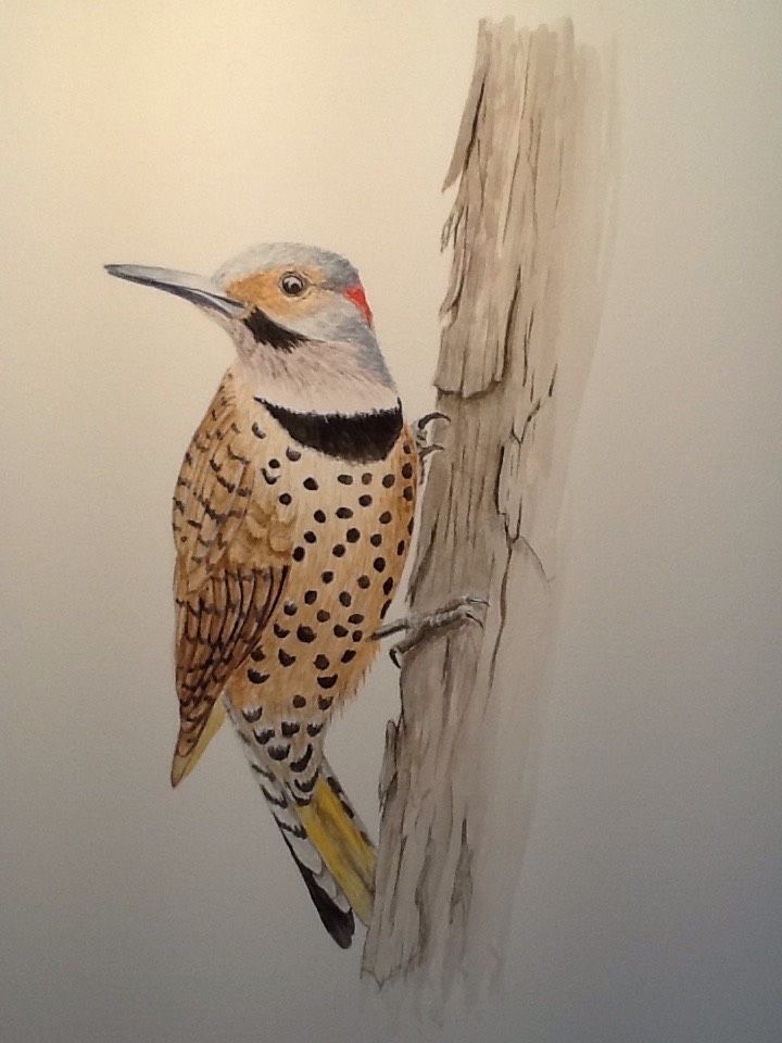 Northern Flicker