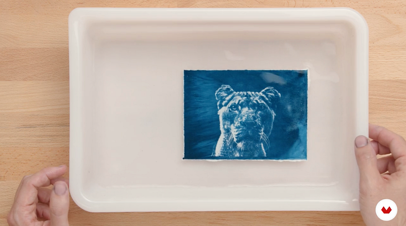 Cyanotype: Simple Materials to Print Images with Light 3
