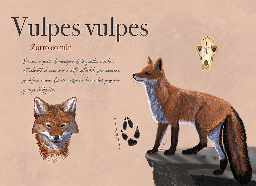 Mi Proyecto del curso: Ilustración naturalista de animales con Procreate 0