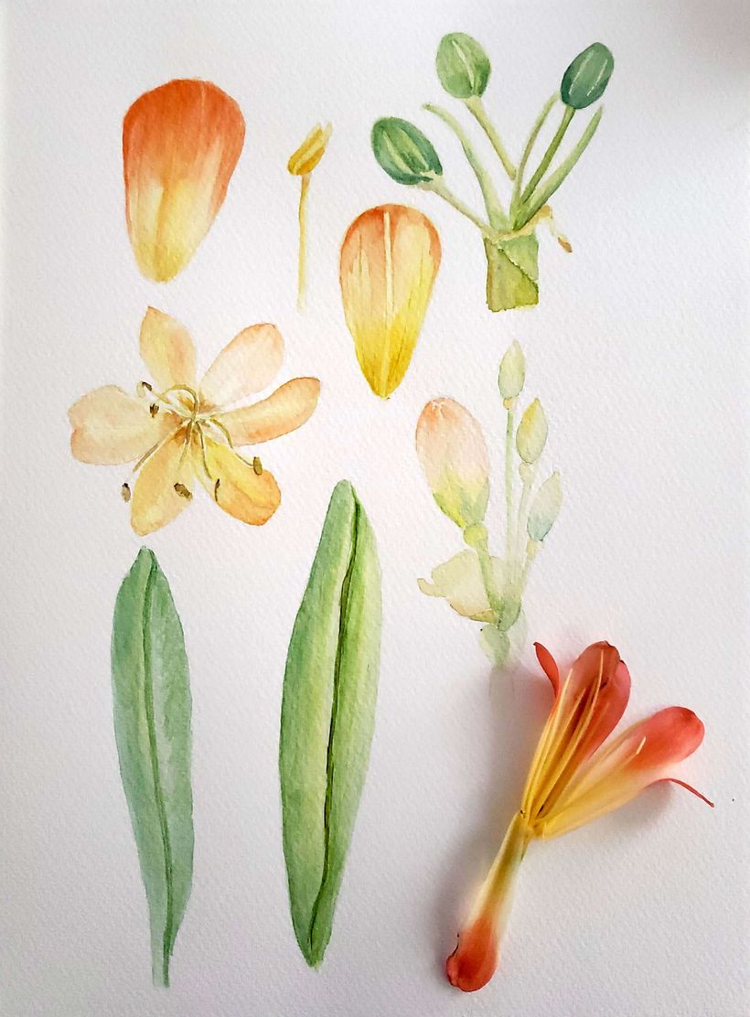 Mi Proyecto del curso: Ilustración botánica con acuarela: MI JARDÍN 0