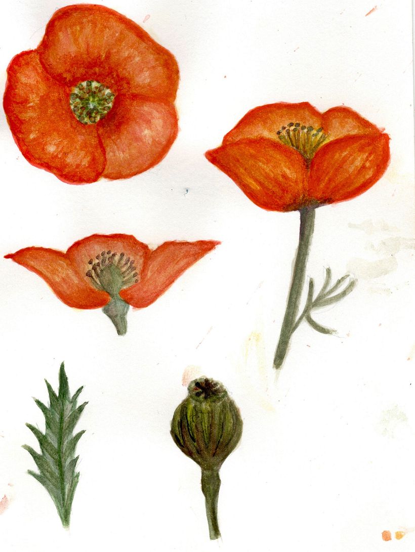 Amapola naranja, pienso mejorarla