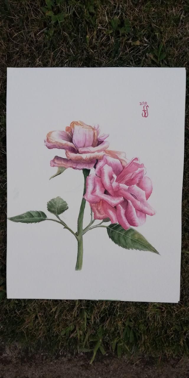 Roses 0