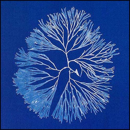 Anna Atkins