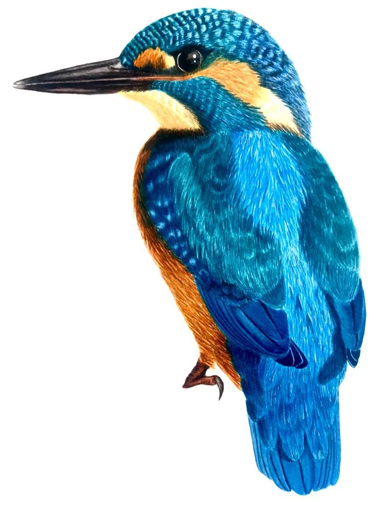 Mi Proyecto del curso: Ilustración naturalista de aves con acuarela 0
