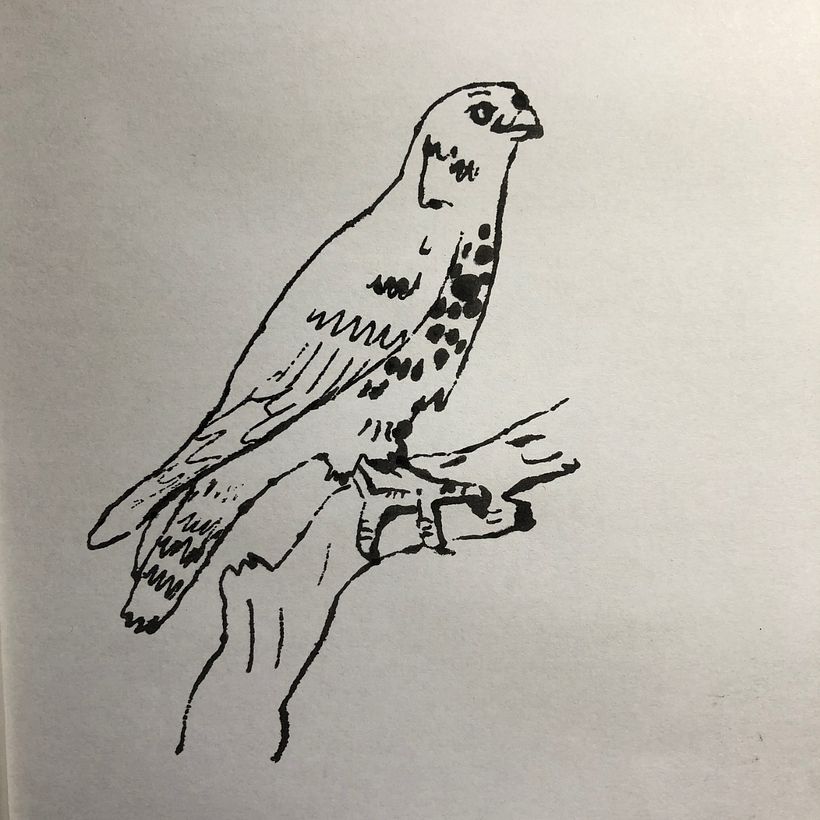 Meu projeto do curso: De principiante a superdesenhista 3