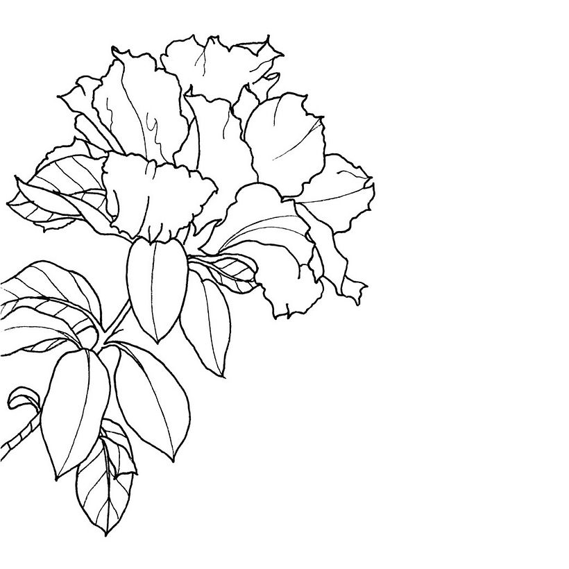 Azalea