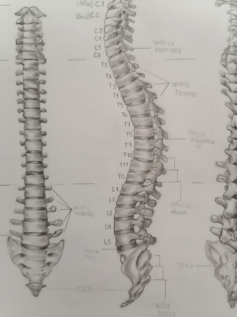 Exploración Osea de la Columna Lumbar  -1