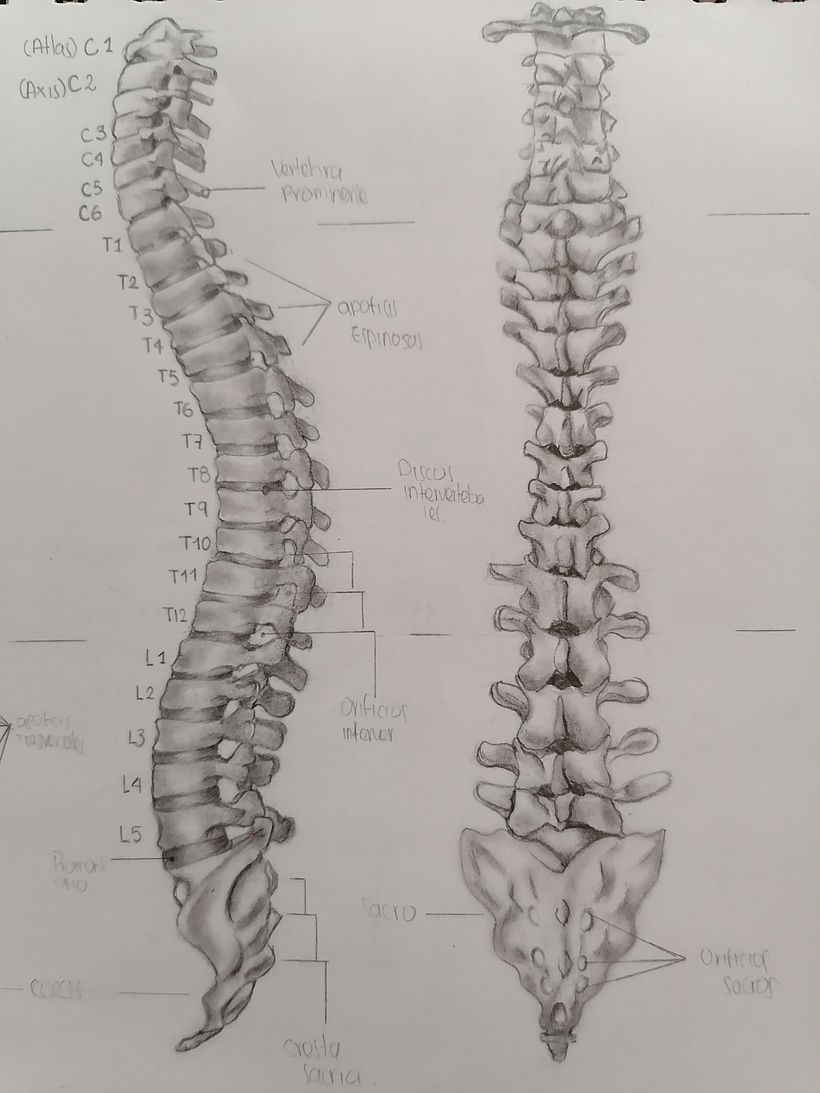 Exploración Osea de la Columna Lumbar  0