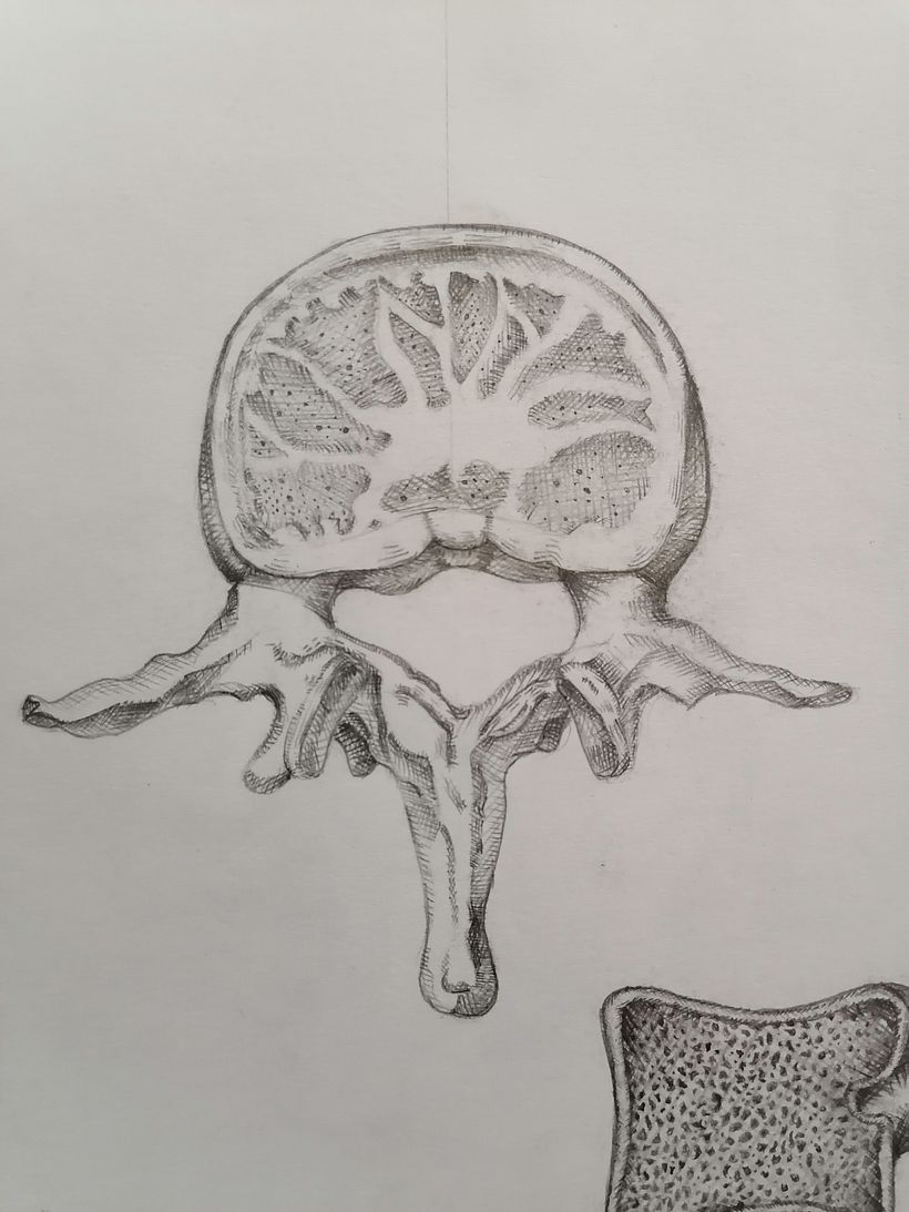 Exploración Osea de la Columna Lumbar  1
