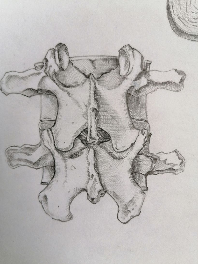 Exploración Osea de la Columna Lumbar  4