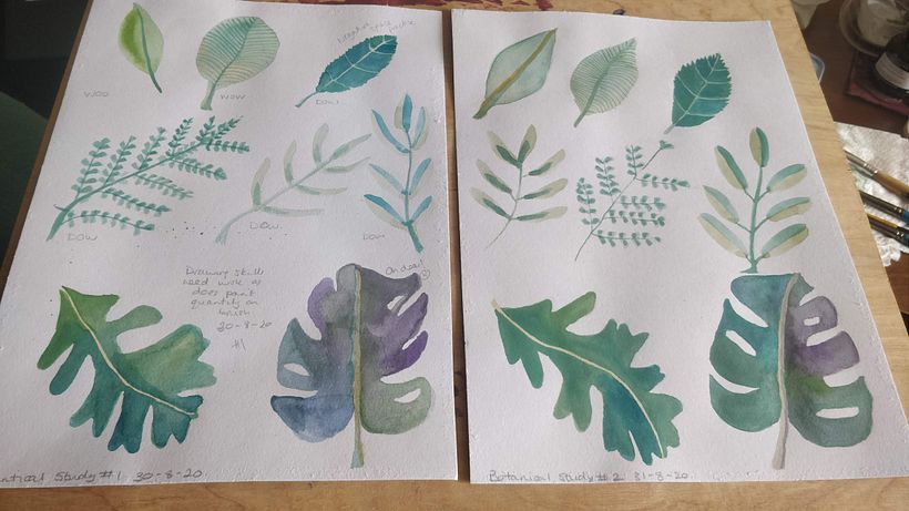 Botanical study. Drawing skills need practice