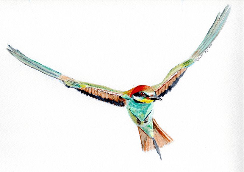 Abejaruco (Merops apiaster)