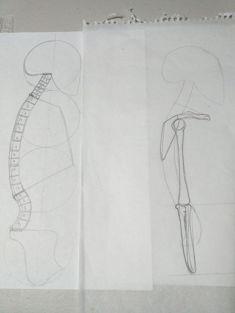 Conocimientos super valiosos de la columna yo sufro de una hernia lumbar en el disco 5 :(