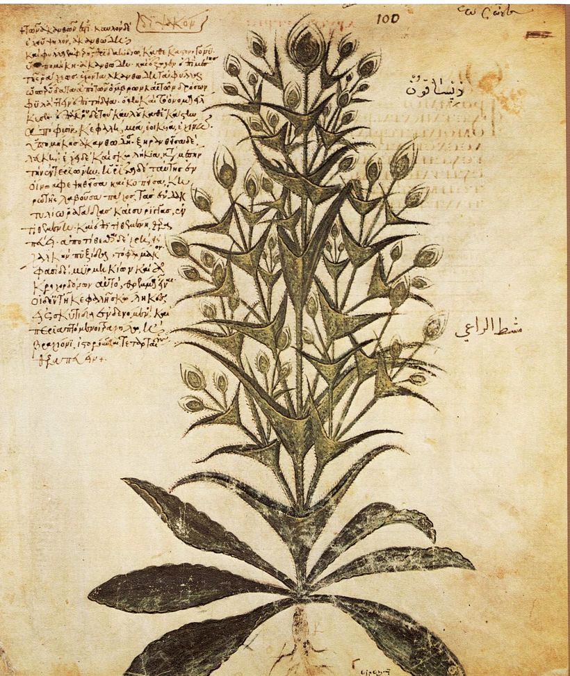 Page from a medieval version of Discorides’ manual
