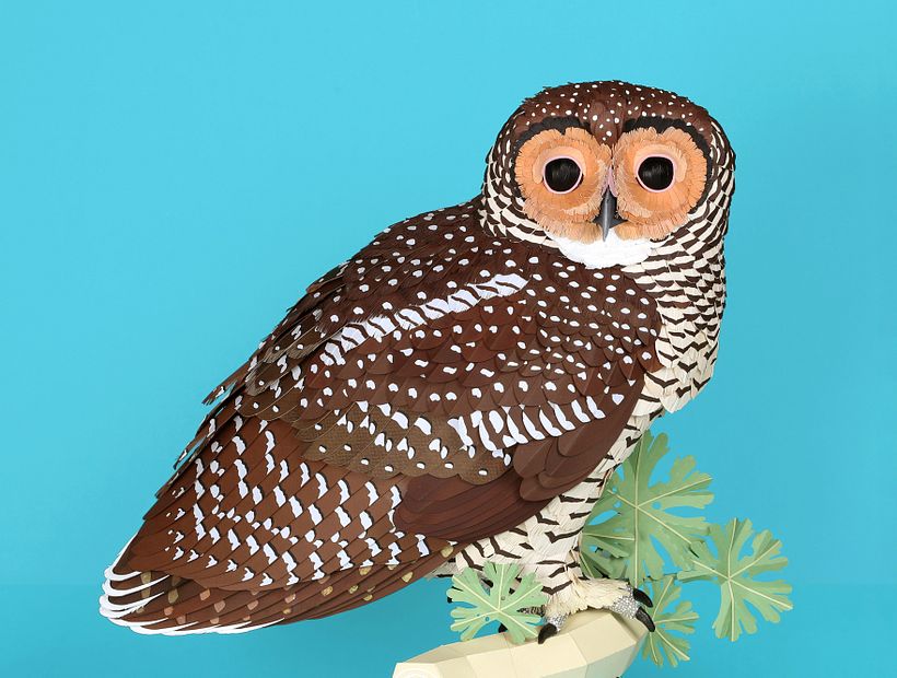 Spotted wood owl  3