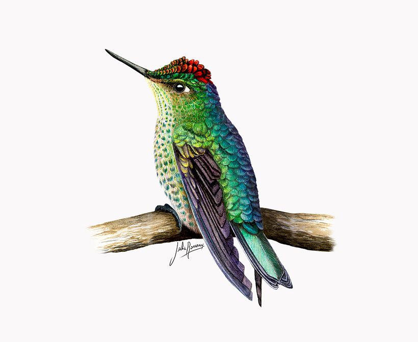 Trabajo final con técnica de acuarelas.