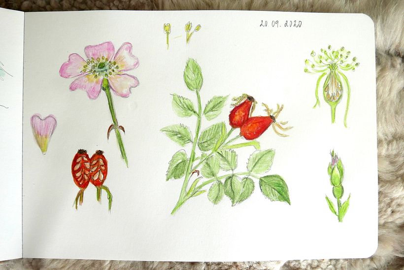 My project in Botanical Watercolor Sketchbook course 0