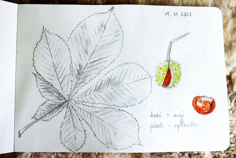 My project in Botanical Watercolor Sketchbook course 2
