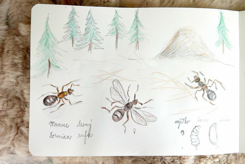 My project in Botanical Watercolor Sketchbook course 2