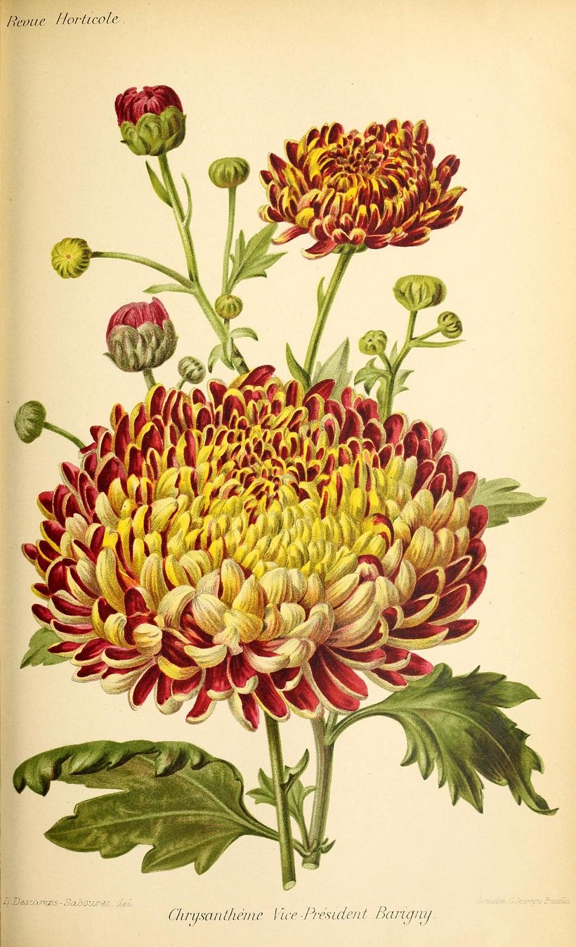 Louise Cécile Descamps Sabouret