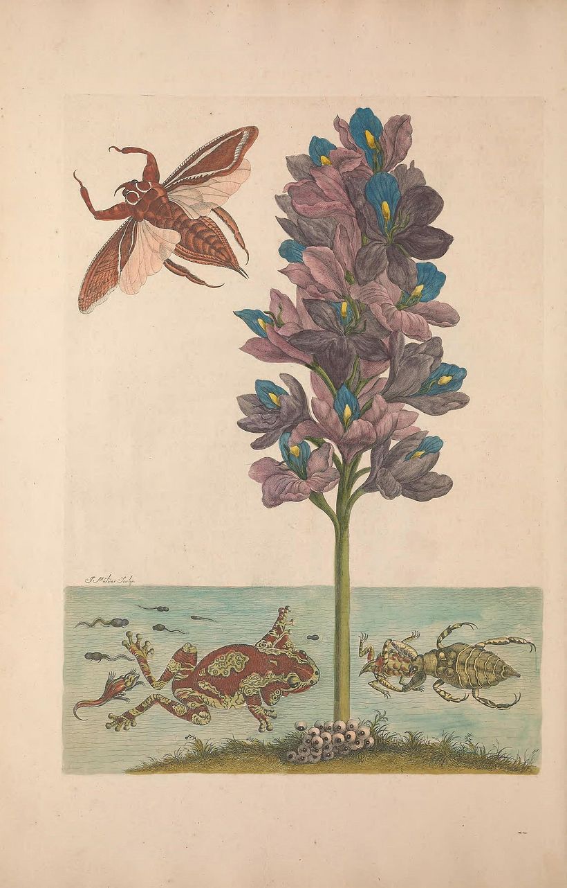 Maria Sibylla Merian