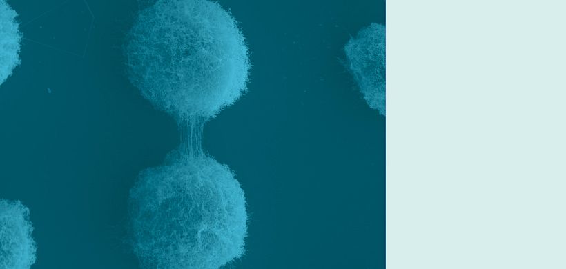 Cryptococcus 3