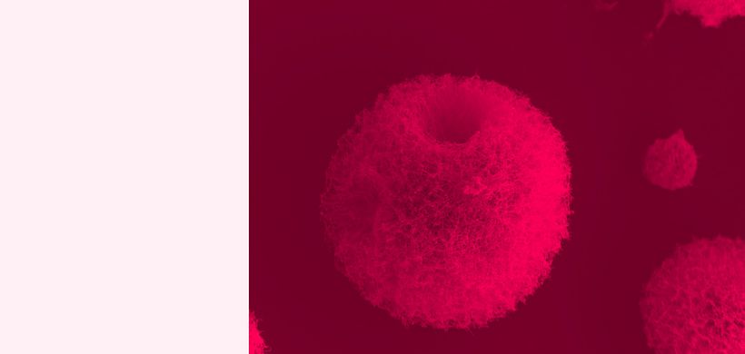 Cryptococcus 5