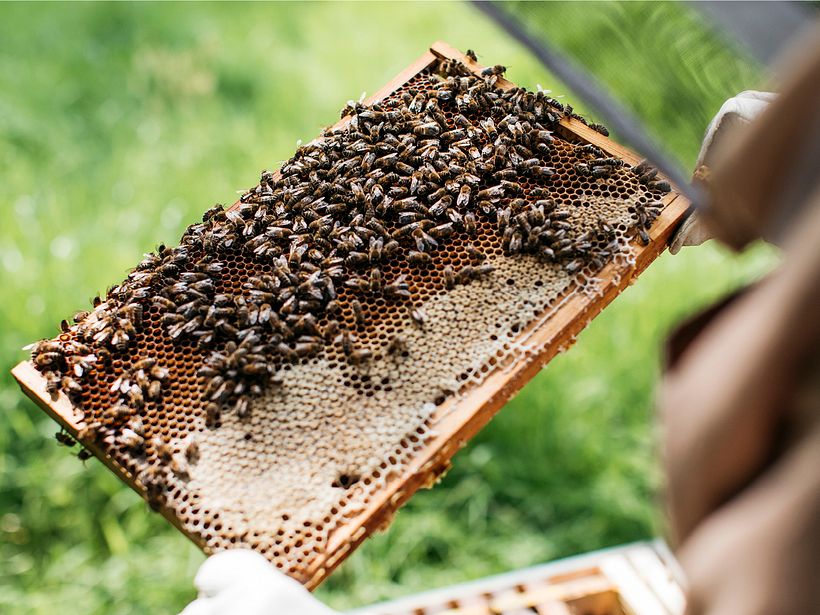 aecre honey 7
