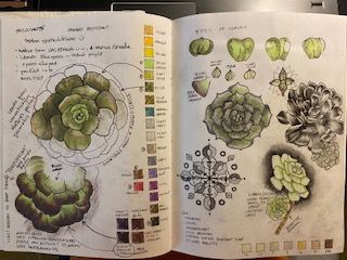 succulent study...