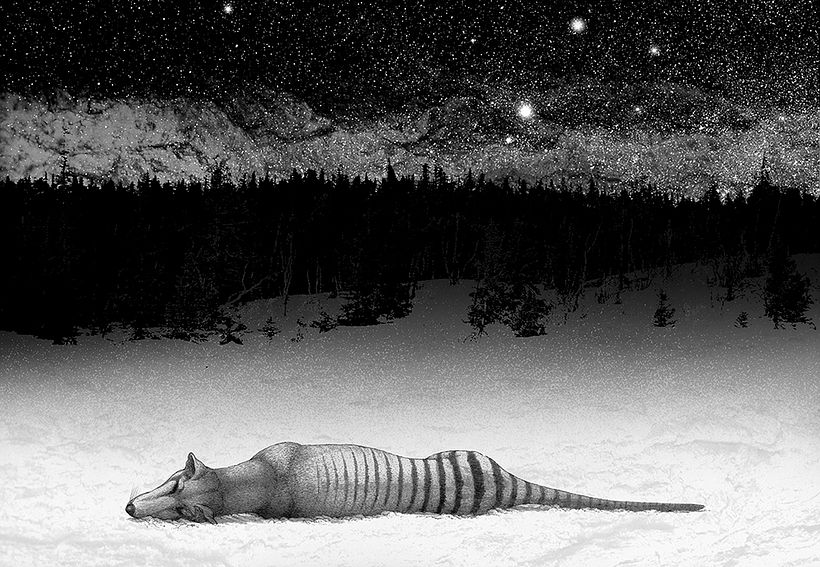 Escritura e ilustración del libro "Animal" 4