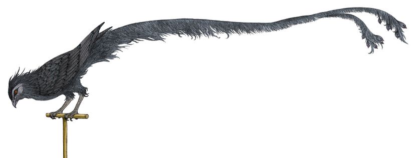 Ilustraciones para el libro "La mirada del pájaro transparente" 8