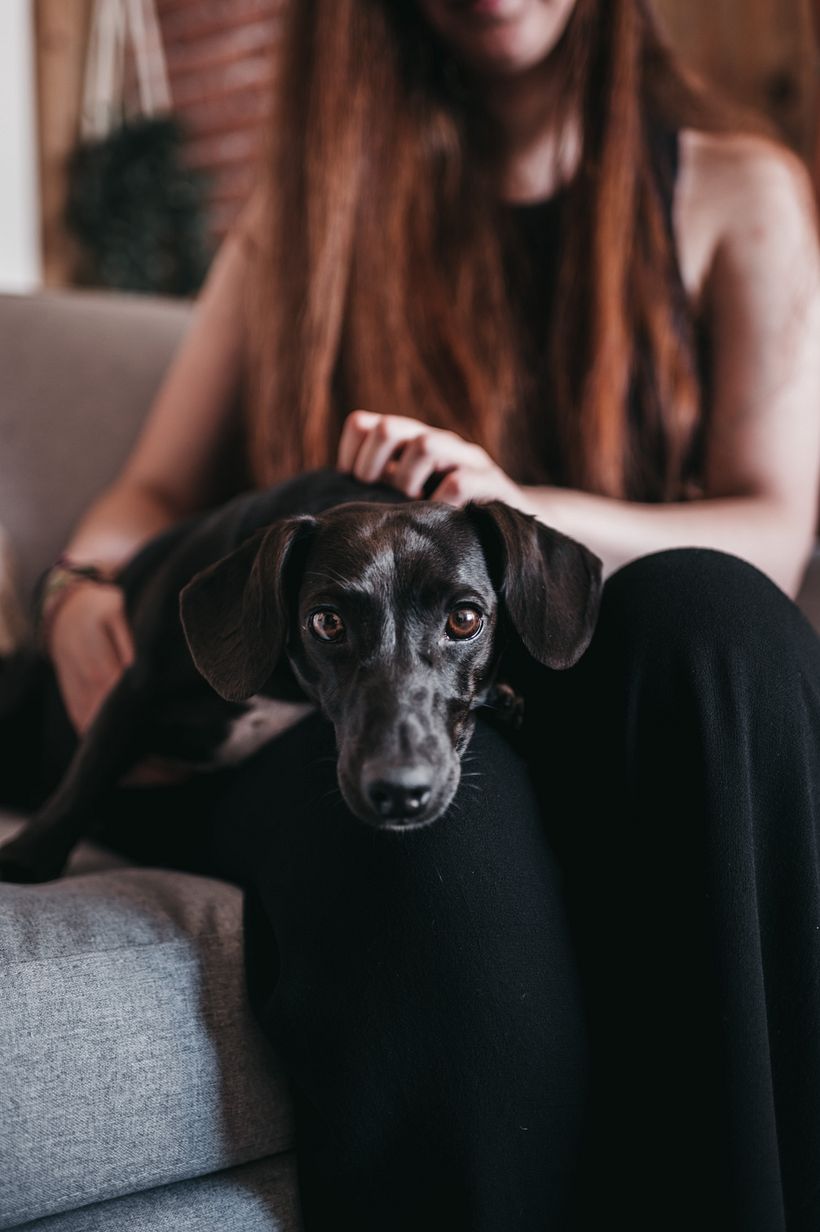 Mi Proyecto del curso: Fotografía lifestyle de perros 5