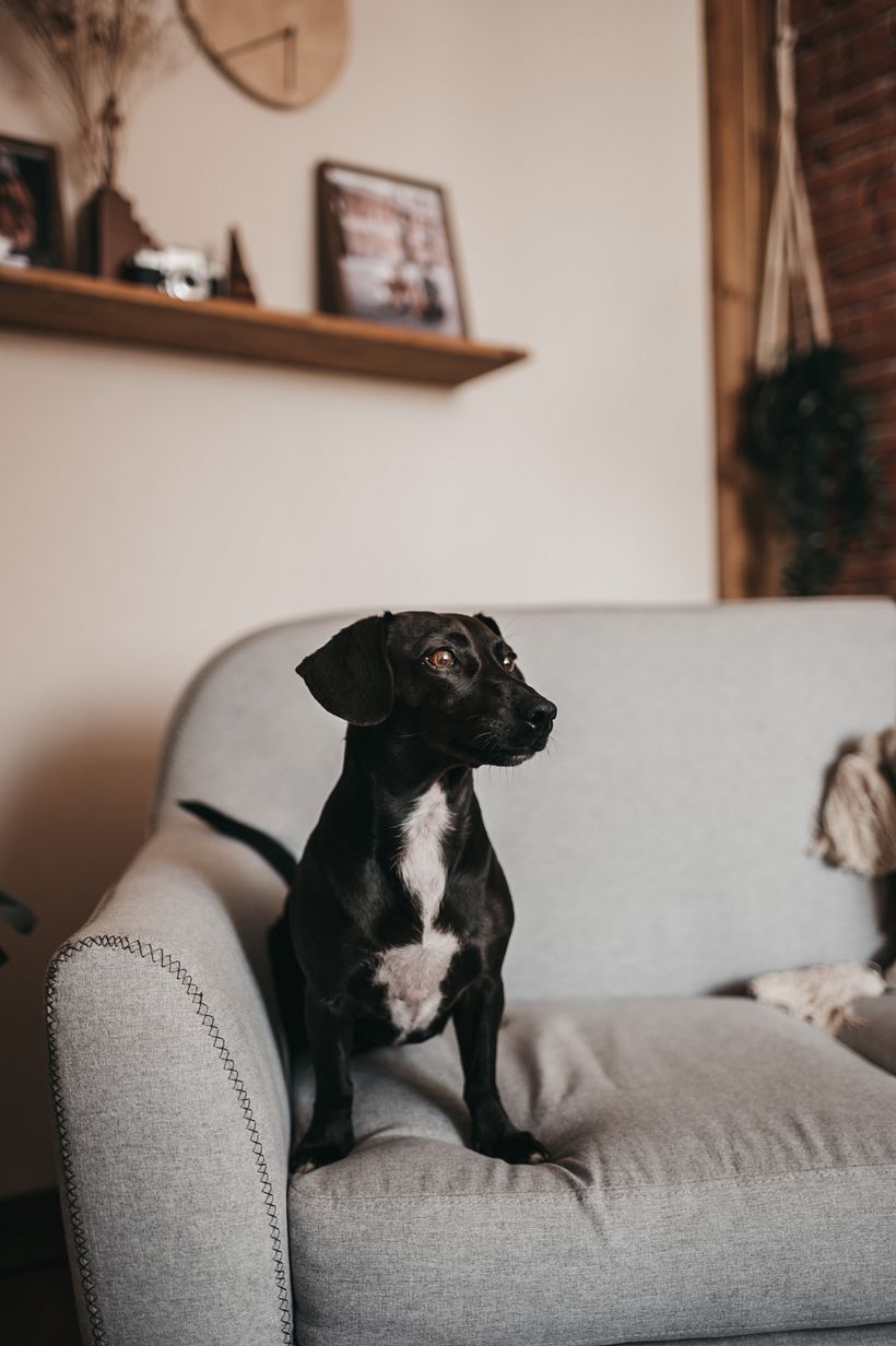 Mi Proyecto del curso: Fotografía lifestyle de perros 11