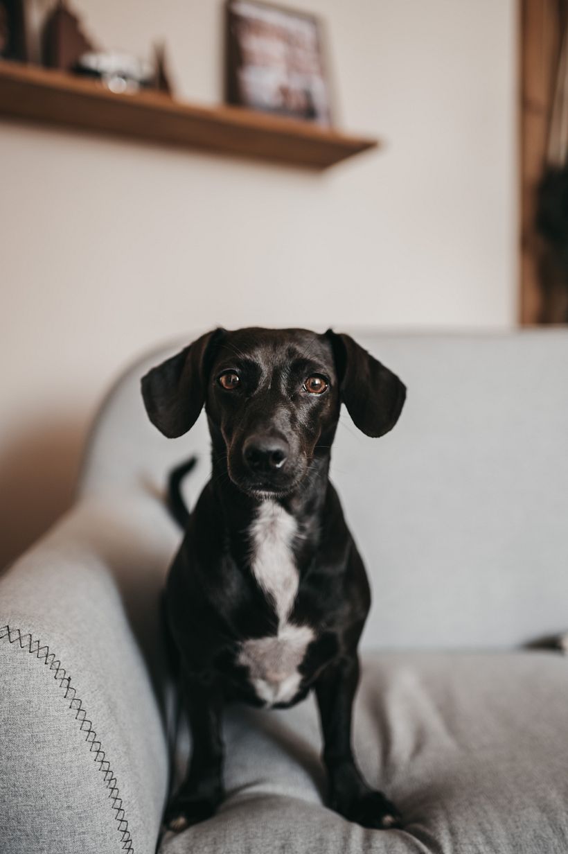 Mi Proyecto del curso: Fotografía lifestyle de perros 12