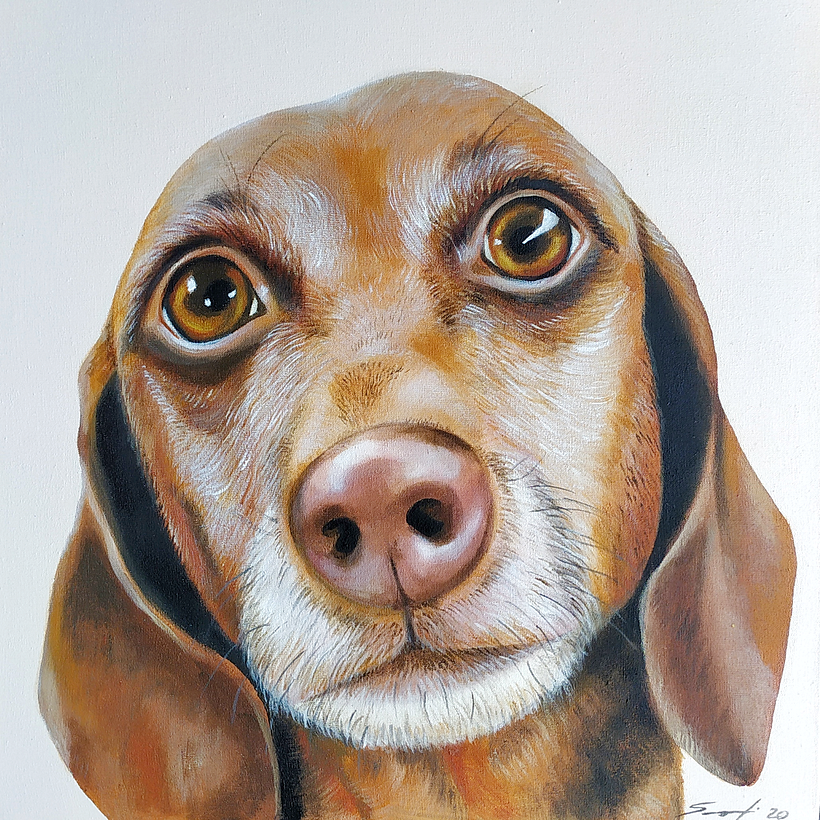 Retratos de Mascotas  10