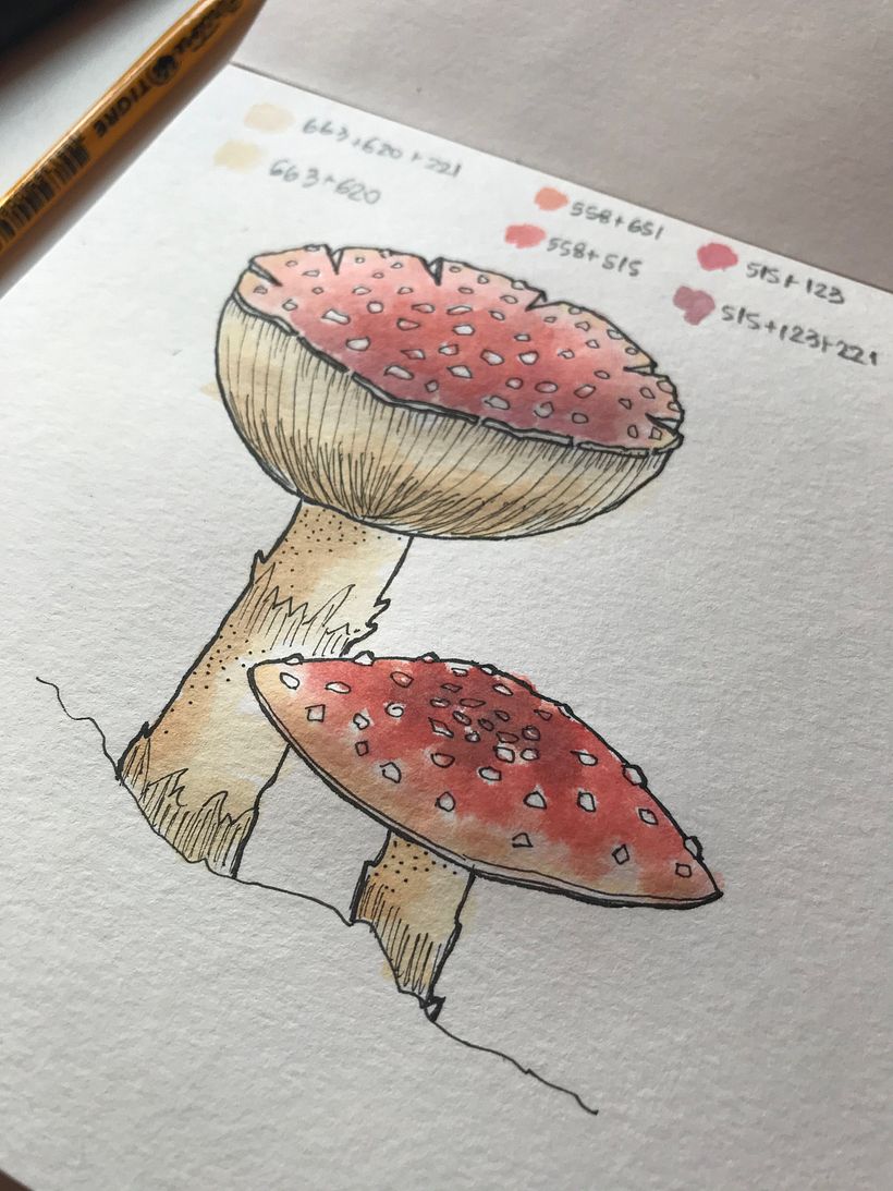 Cogumelo - Amanita Muscaria