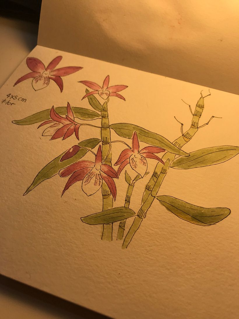 Orquídea