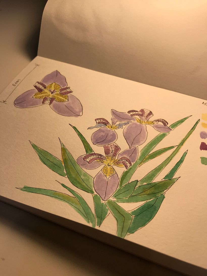 Falso Íris - Neomarica caerulea
