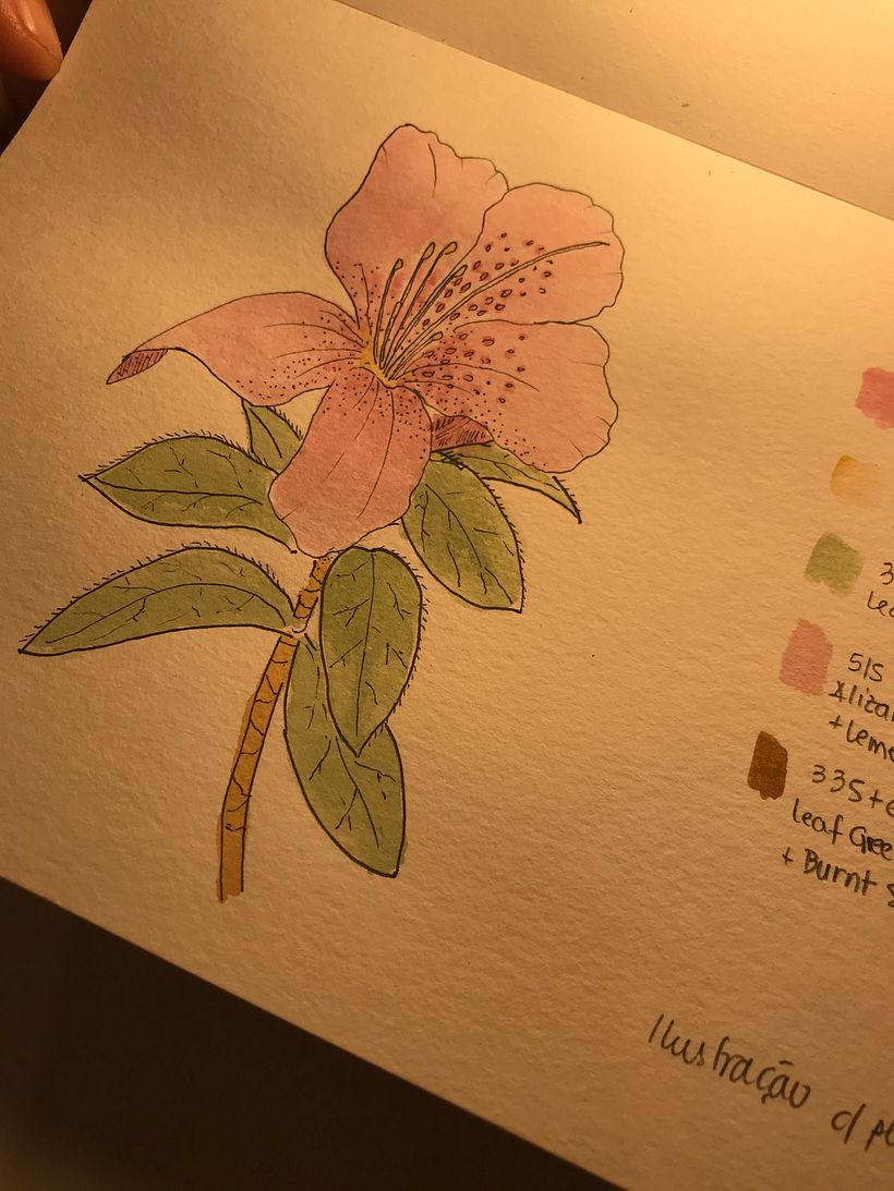 Azalea Rosa - Rhododendron simsii