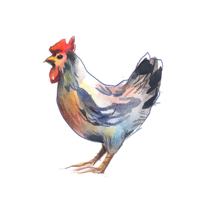 Aves 0