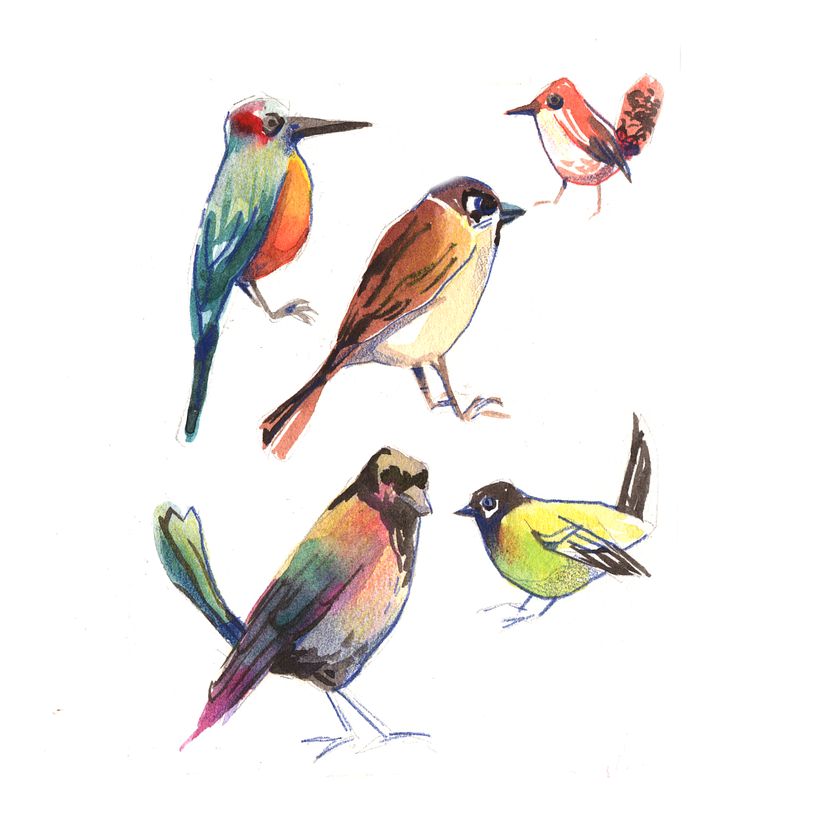 Aves 1