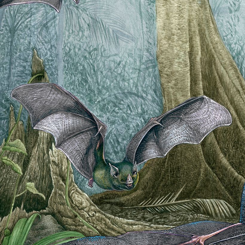 Murciélago Frugívoro de Cola Corta - 𝘊𝘢𝘳𝘰𝘭𝘭𝘪𝘢 𝘴𝘰𝘸𝘦𝘭𝘭𝘪 