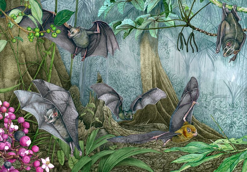 Murciélagos frugívoros de la familia 𝘗𝘩𝘺𝘭𝘭𝘰𝘴𝘵𝘰𝘮𝘪𝘥𝘢𝘦