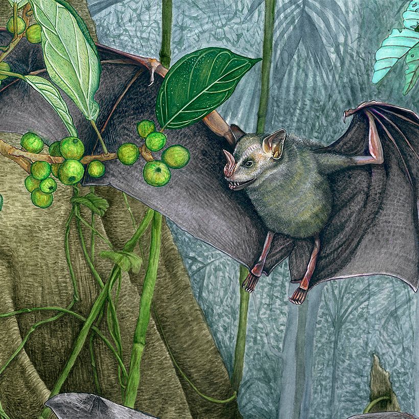 Higuera - 𝘍𝘪𝘤𝘶𝘴 𝘺𝘰𝘱𝘰𝘯𝘦𝘯𝘴𝘪𝘴 / Murciélago frugívoro de Jamaica - 𝘈𝘳𝘵𝘪𝘣𝘦𝘶𝘴 𝘫𝘢𝘮𝘢𝘪𝘤𝘦𝘯𝘴𝘪𝘴