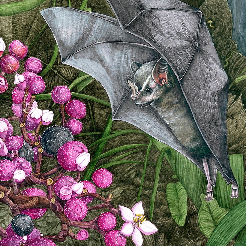 Capulín 𝘊𝘰𝘯𝘰𝘴𝘵𝘦𝘨𝘪𝘢 𝘹𝘢𝘭𝘢𝘱𝘦𝘯𝘴𝘪𝘴 / Murciélago Frugívoro Pigmeo - 𝘋𝘦𝘳𝘮𝘢𝘯𝘶𝘳𝘢 𝘱𝘩𝘢𝘦𝘰𝘵𝘪𝘴