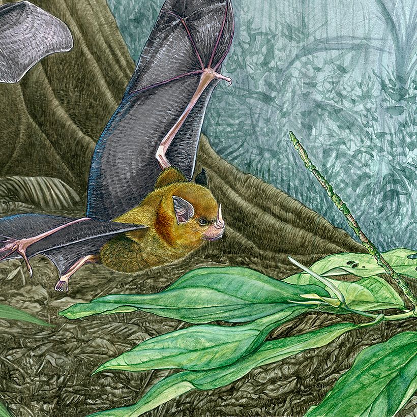 Murciélago de Charreteras Menor - 𝘚𝘵𝘶𝘳𝘯𝘪𝘳𝘢 𝘱𝘢𝘳𝘷𝘪𝘥𝘦𝘯𝘴