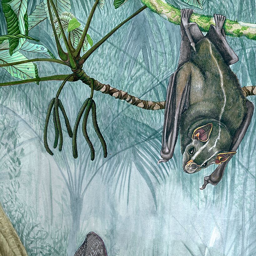 Guarumo 𝘊𝘦𝘤𝘳𝘰𝘱𝘪𝘢 𝘰𝘣𝘵𝘶𝘴𝘪𝘧𝘰𝘭𝘪𝘢 / Murciélago Listado de Heller 𝘗𝘭𝘢𝘵𝘺𝘳𝘳𝘩𝘪𝘯𝘶𝘴 𝘩𝘦𝘭𝘭𝘦𝘳𝘪